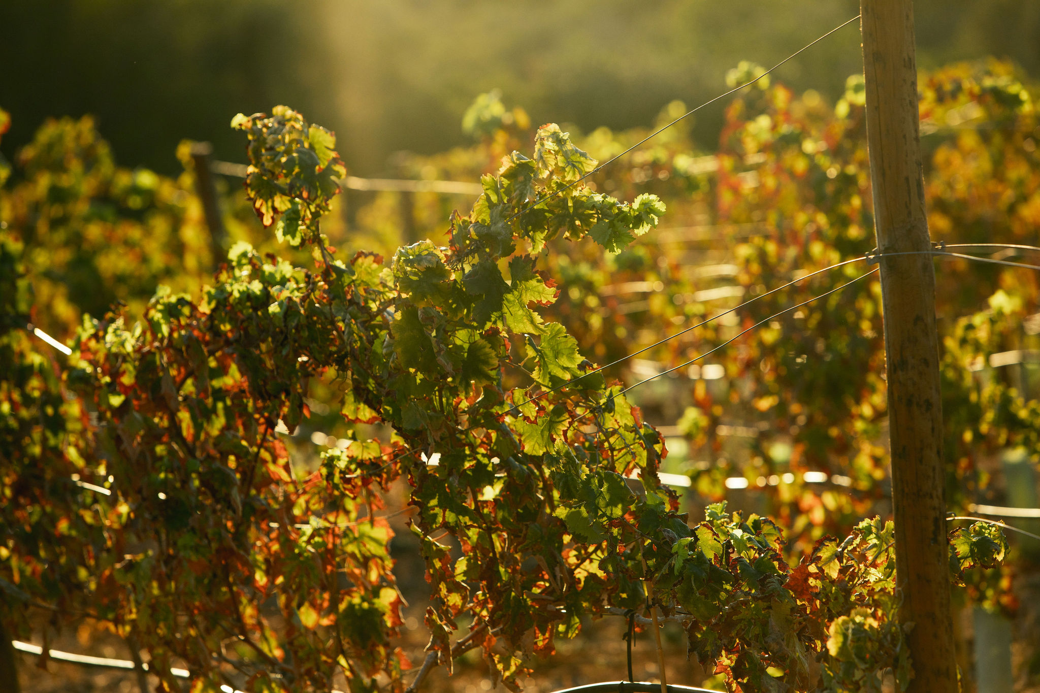 arvad-wines-algarve-28